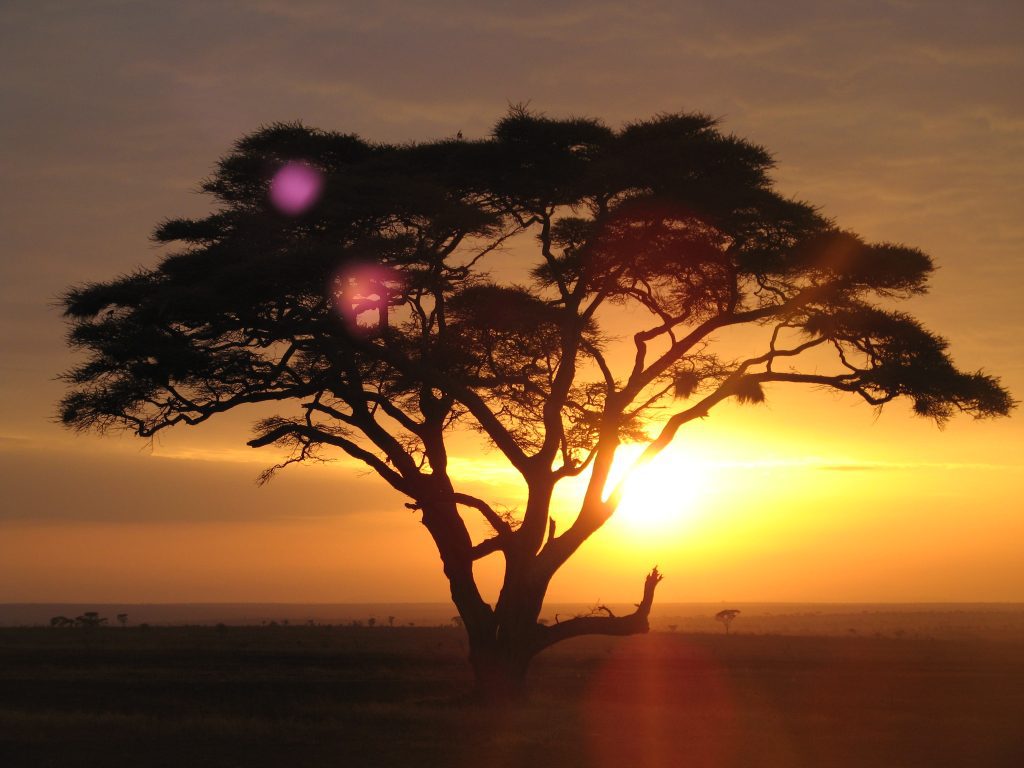 Silueta de una acacia en la sabana africana con el sol naciente detrás