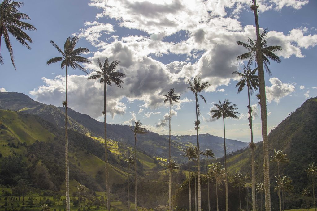 Palmas de cera altísimas en un valle verde de montaña bajo un cielo con nubes